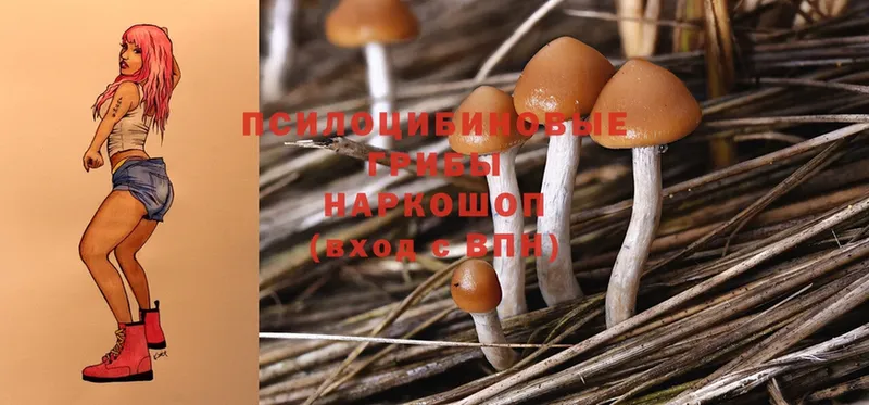 дарк нет официальный сайт  Челябинск  Псилоцибиновые грибы Psilocybine cubensis 